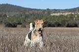 FOX TERRIER 468